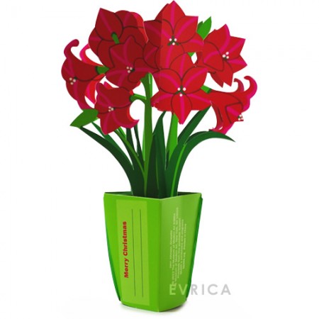 迫力勝負。ホリデーカード・Amaryllis（アマリリス）