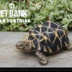 亀の貯金箱。PET BANK Star Tortoise