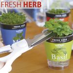 自産自消。HERB　フレッシュハーブ