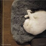 モフモフの寝床。Organic Sheep Sheepskin