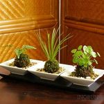 盆栽気分　苔玉（こけ玉）モスボールディッシュ3個セット