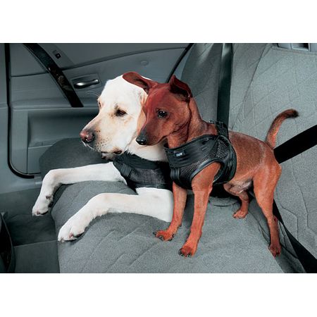 BMW製　犬用シートベルト